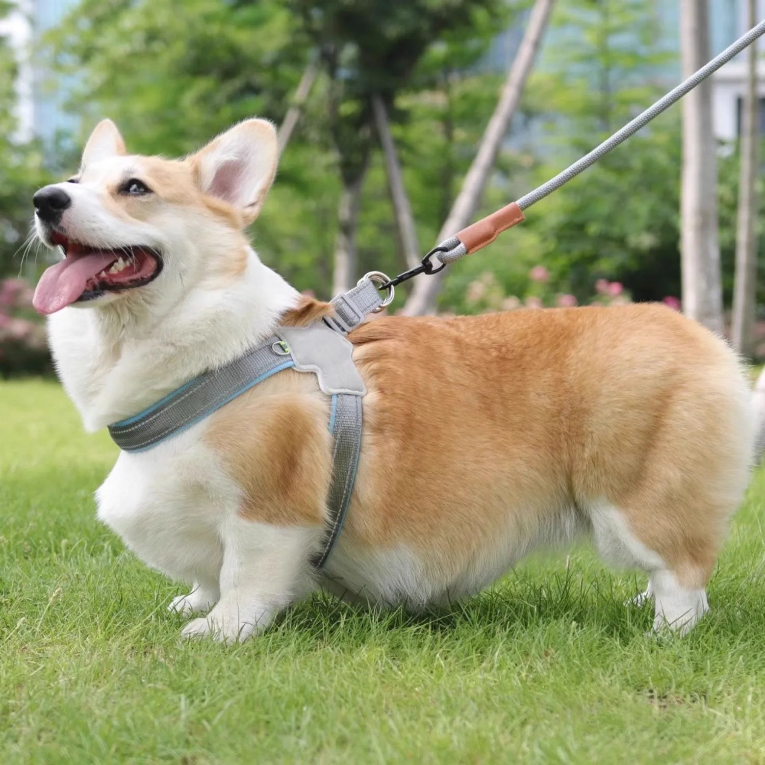 Reflective Dog Collar Straps for Dogs